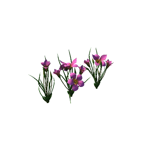 Flower Romulea subfistulosa5